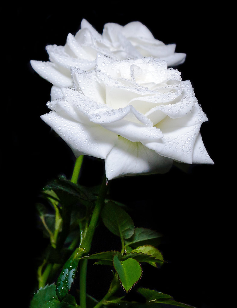 Two White Rose